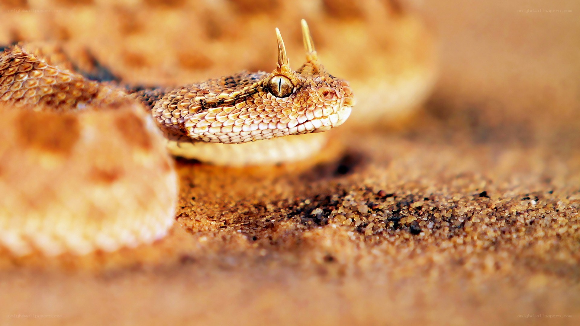 horned viper in desert sand