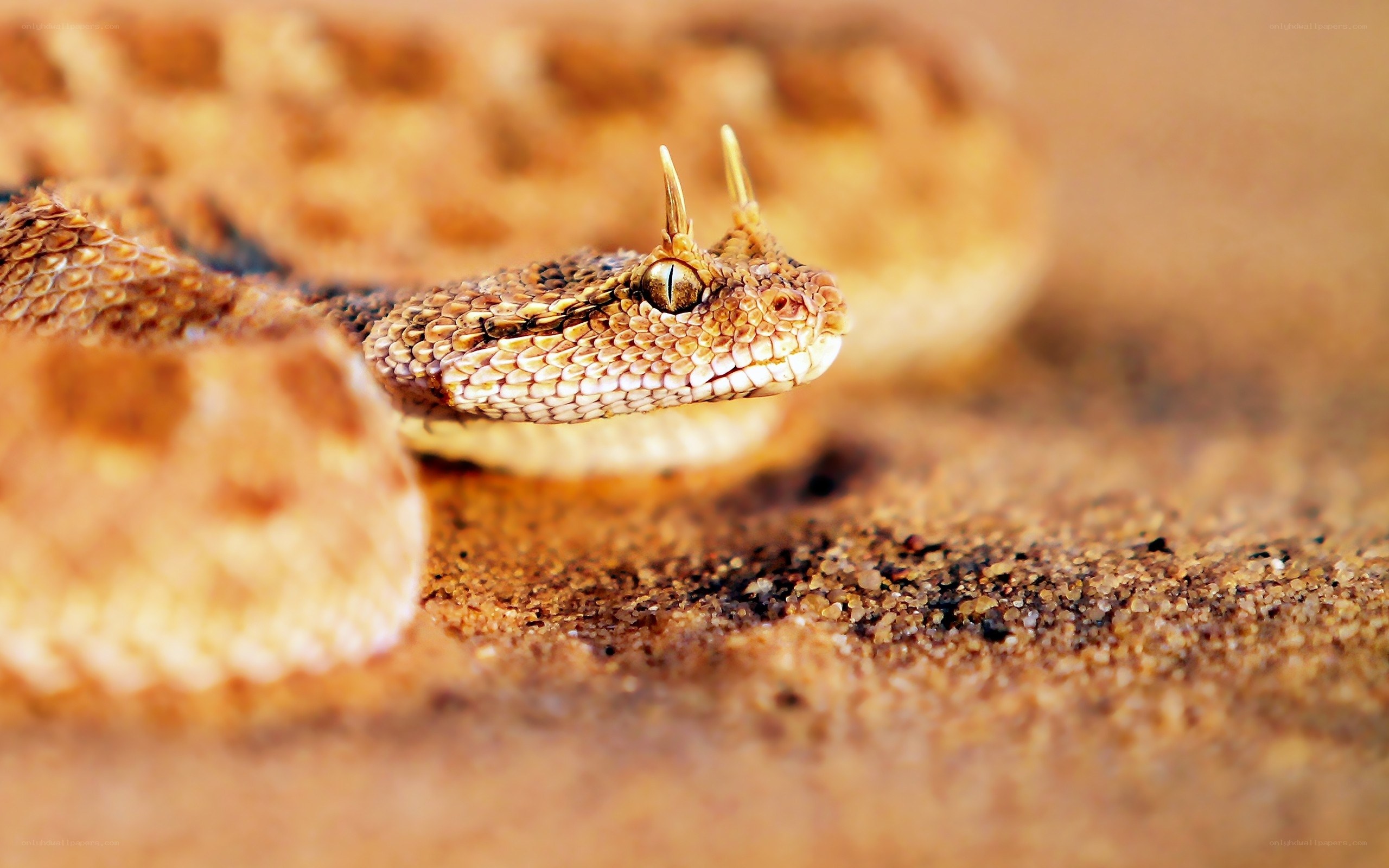 horned viper in desert sand