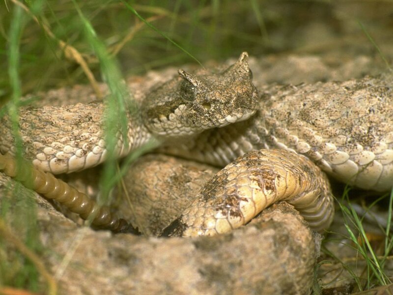 horned viper in grass