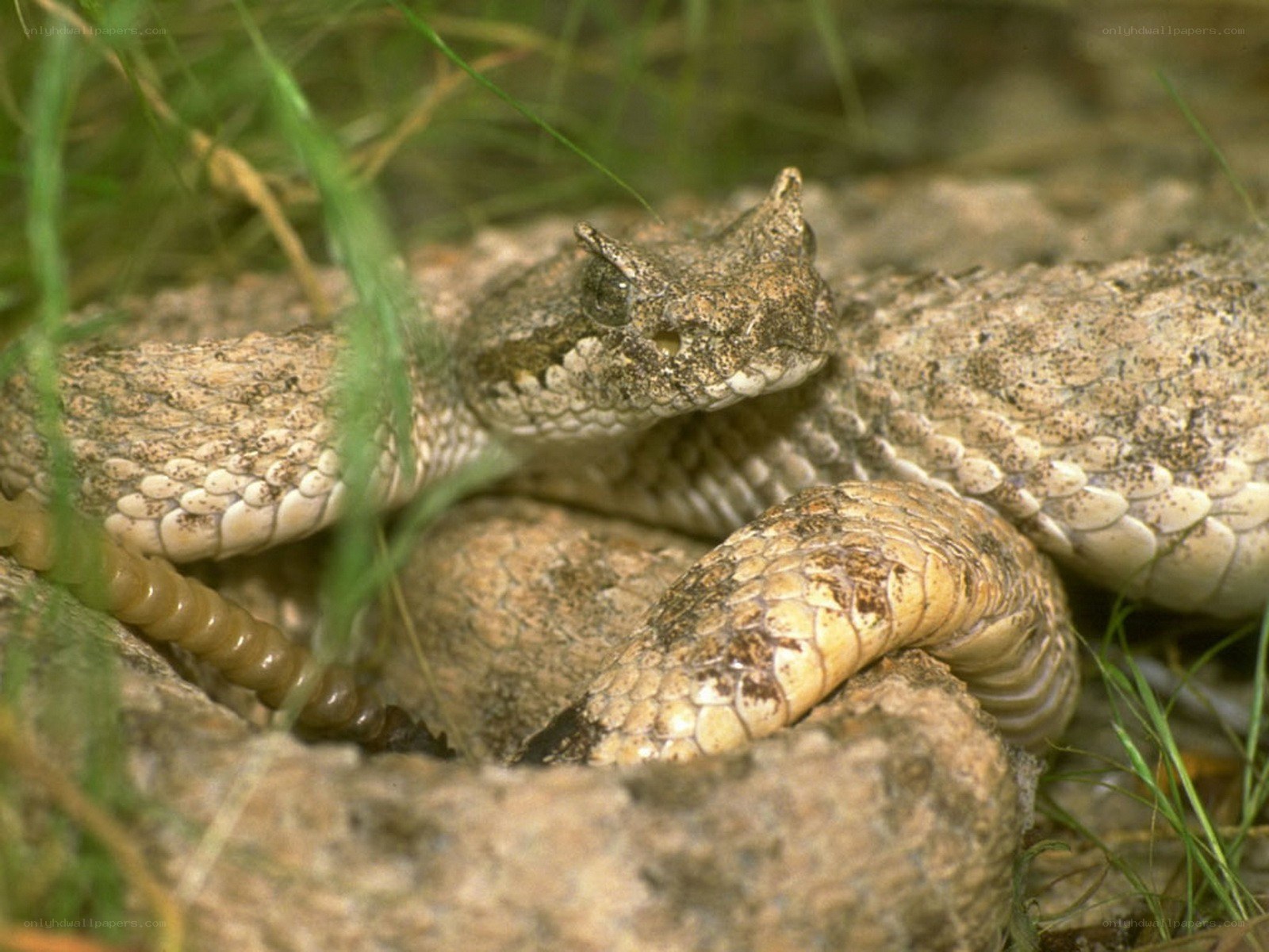 horned viper in grass