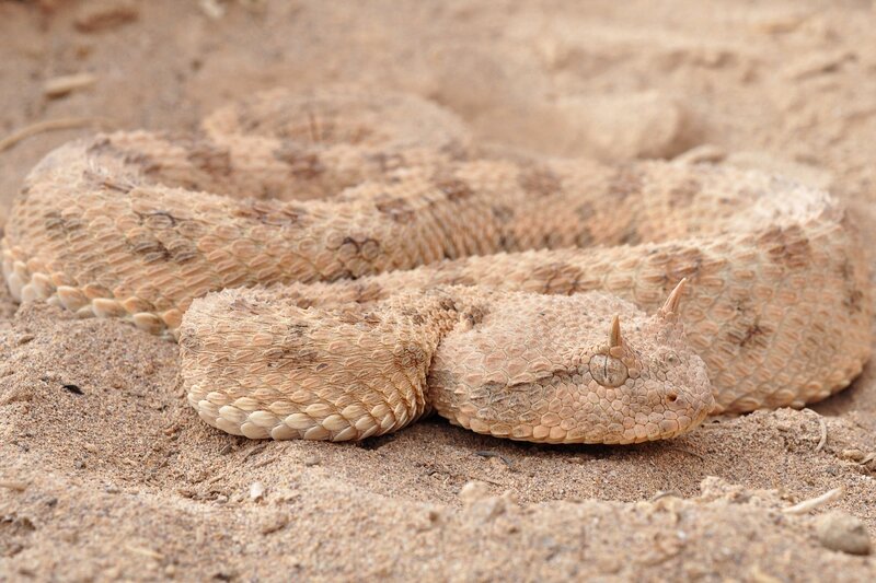 Horned Viper in Sand — Brown, Neutral