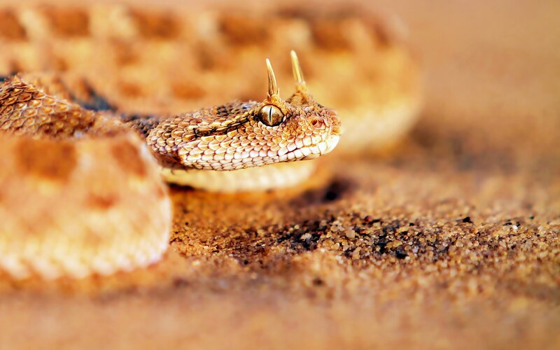 Horned Viper in Sand