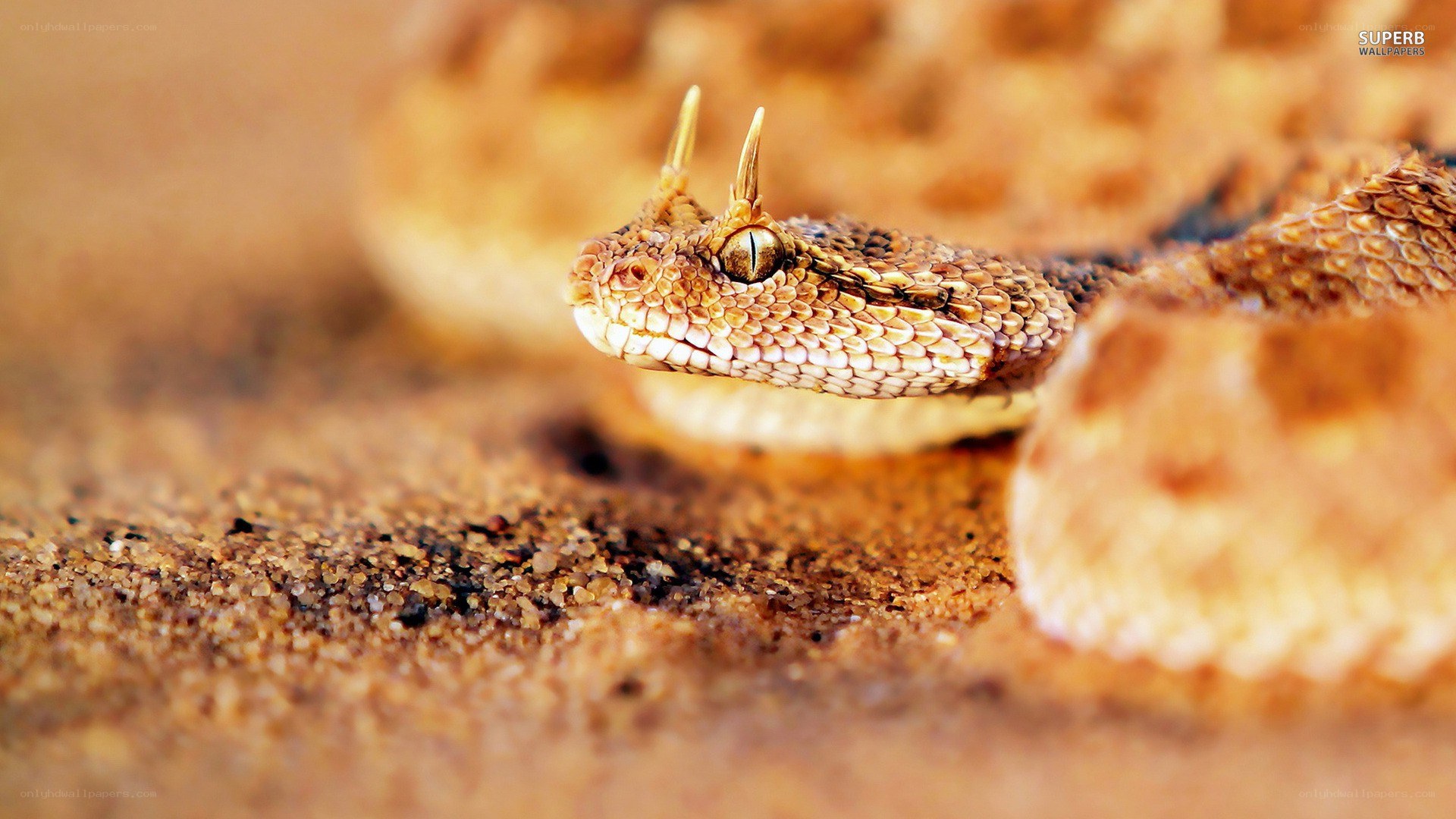 horned viper in the sand