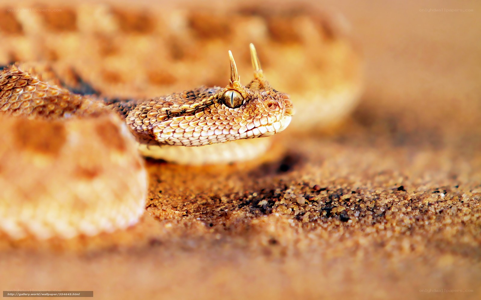 horned viper in the sand