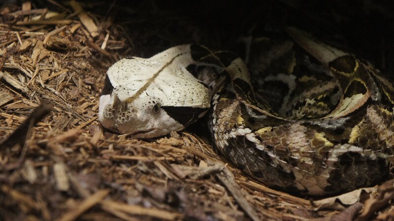 horned viper on wood chips