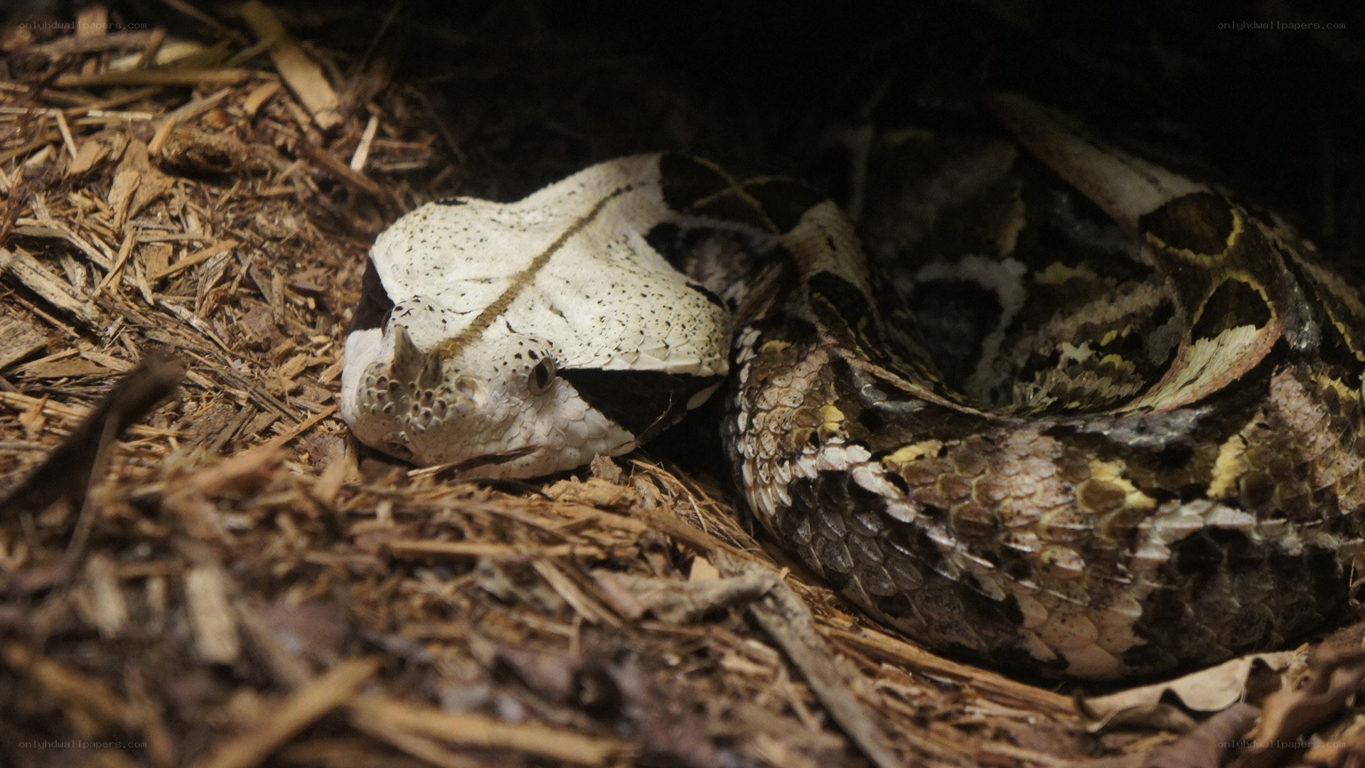 horned viper on wood chips