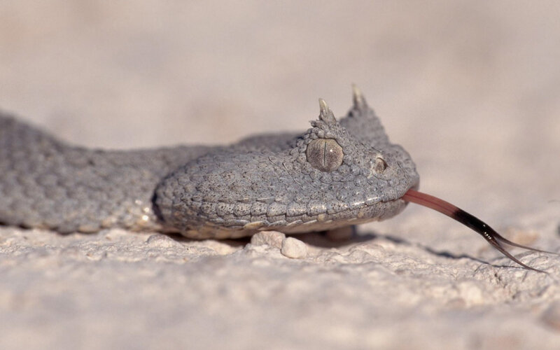 horned viper snake