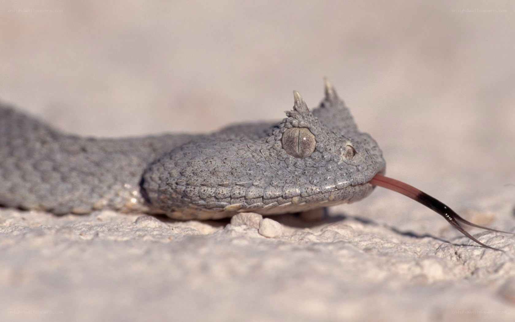 horned viper snake