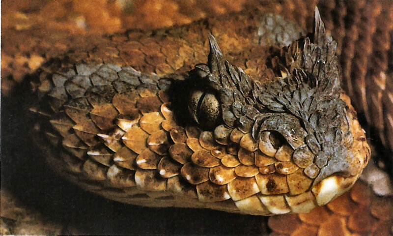 Horned Viper Snake — Brown, Natural