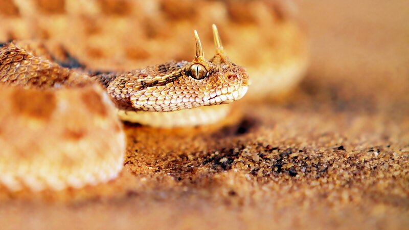 Horned Viper Snake — Brown