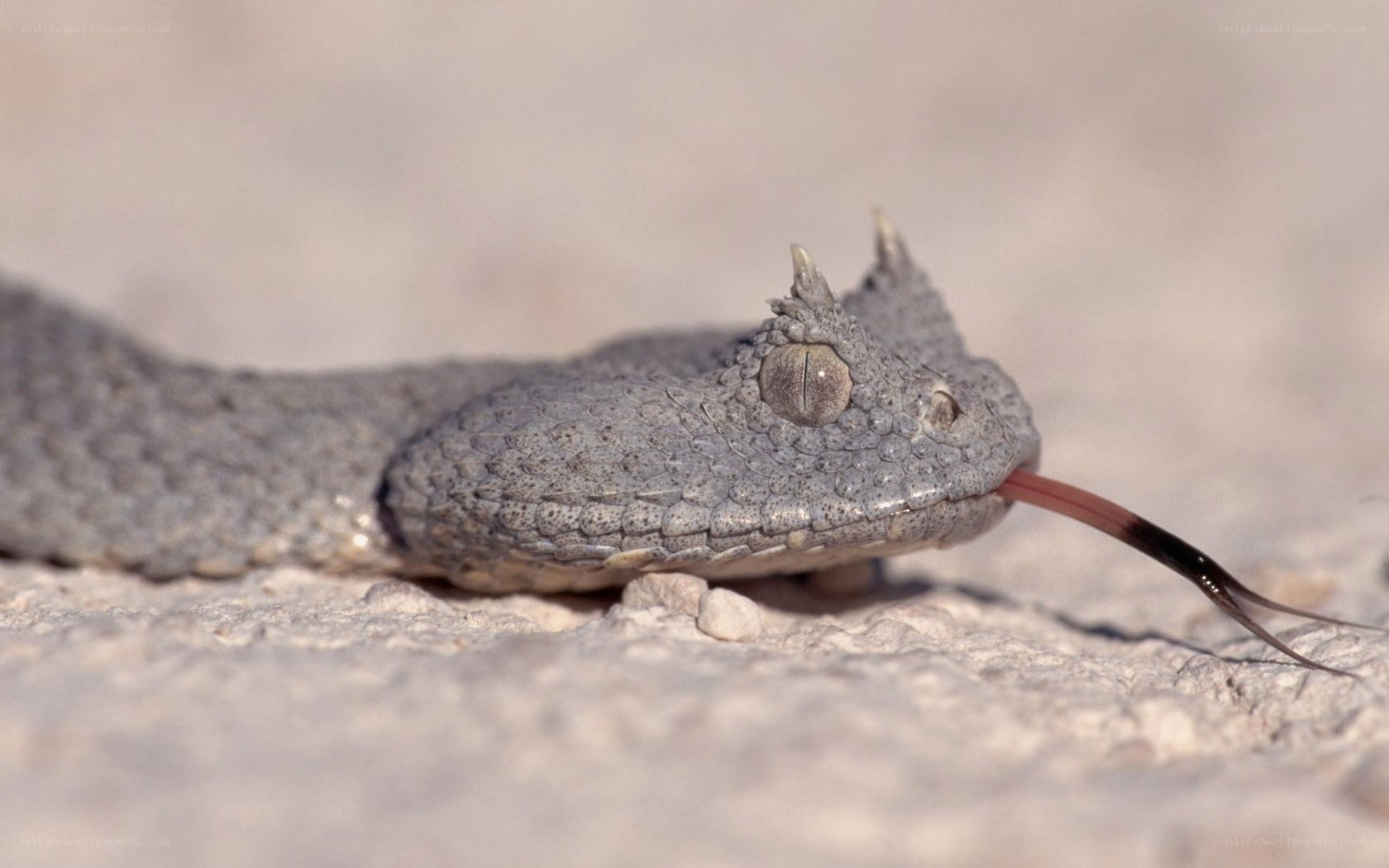 horned viper snake