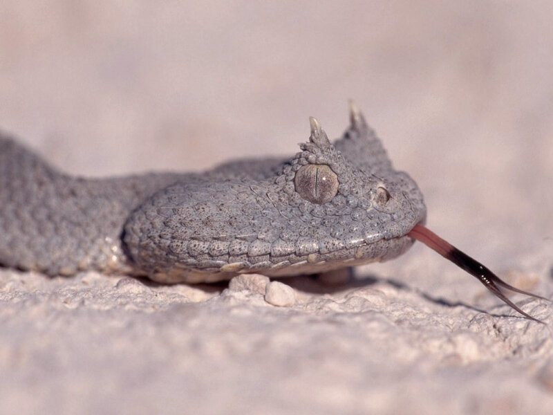 horned viper with forked tongue