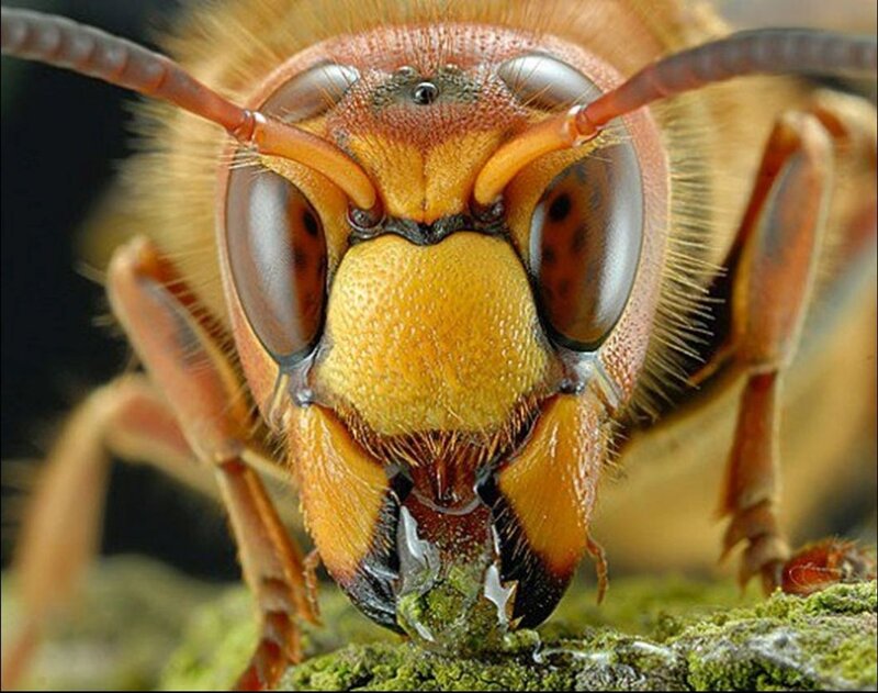 Hornet Eating Moss