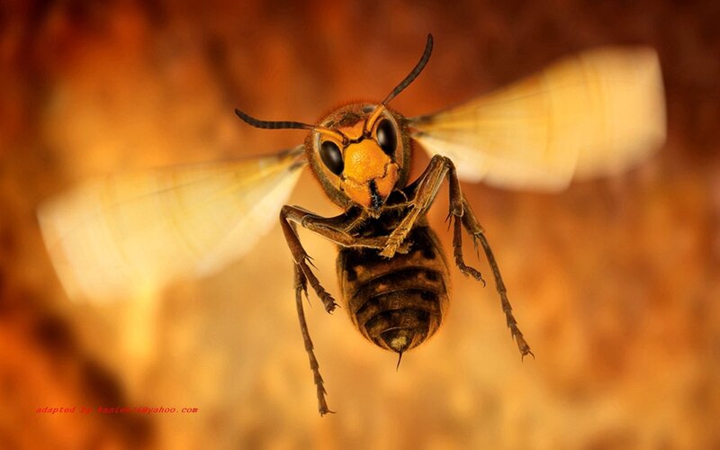 Hornet in flight
