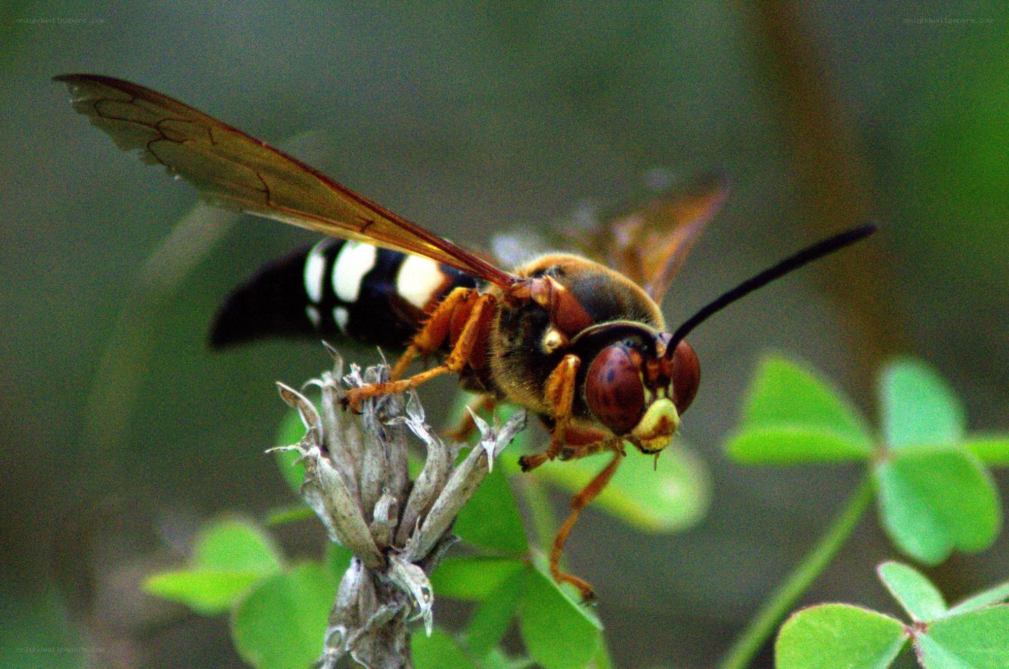 hornet on a plant