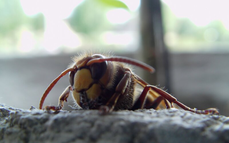Hornet on Concrete