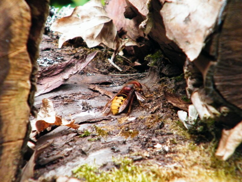 hornet on decaying wood