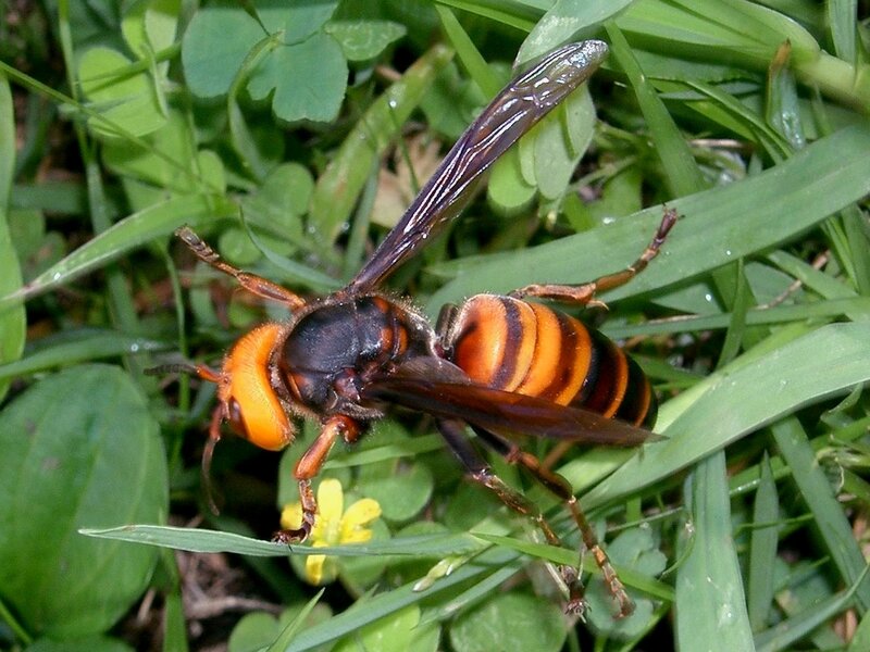 hornet on green grass