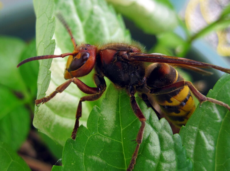 Hornet on Green Leaf