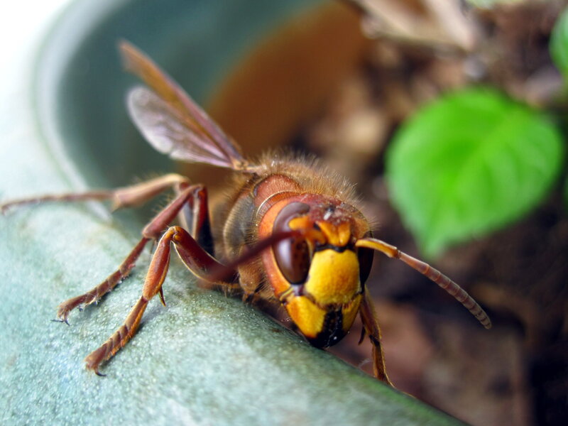 Hornet on Green Surface