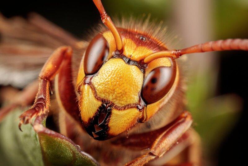 Hornet on Leaf