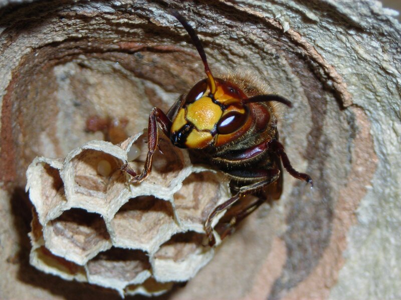 Hornet on Nest — Brown