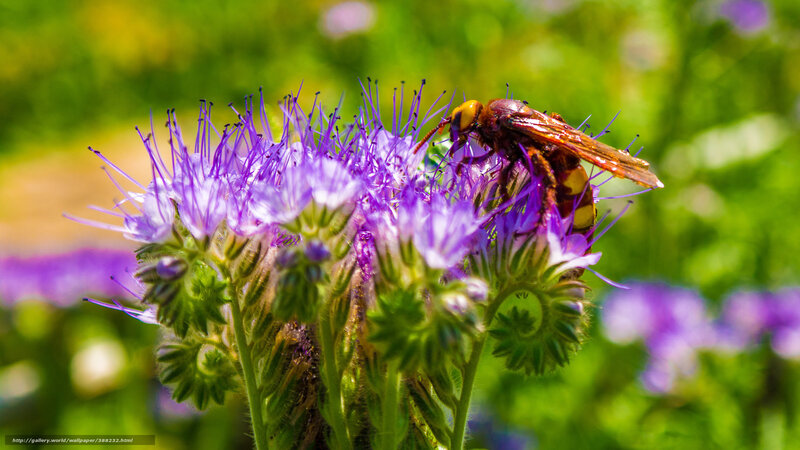 Hornet on Purple Flower — Natural