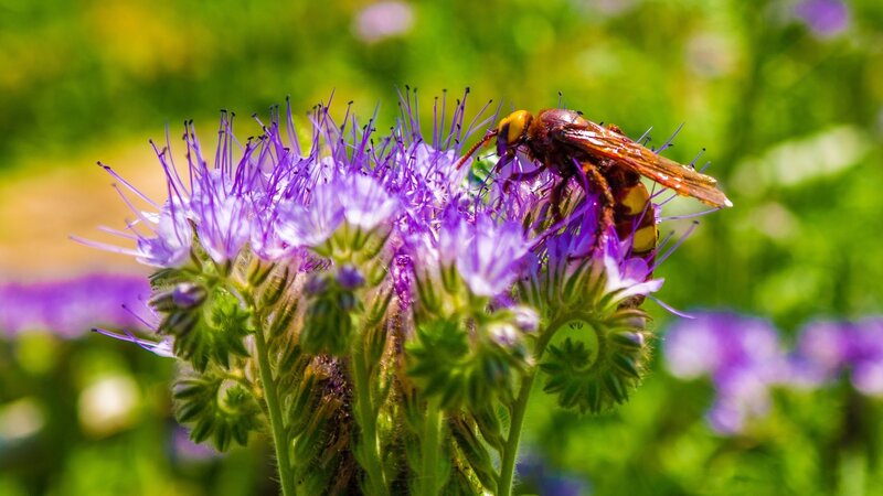 hornet on purple flower