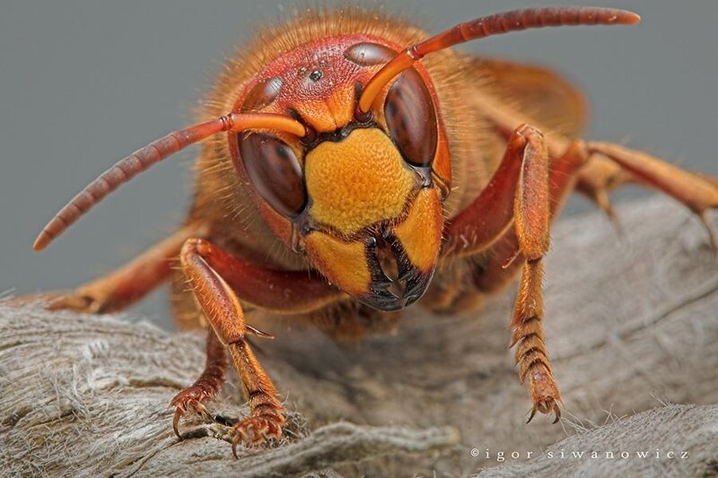 Hornet on Wood