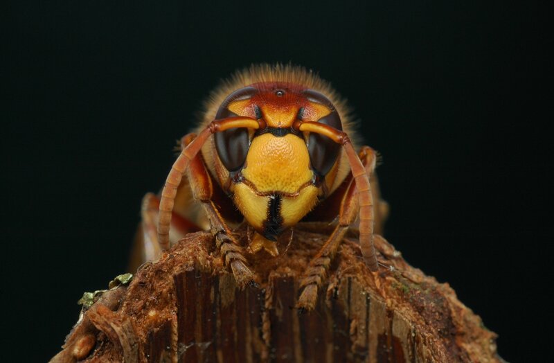 Hornet on Wood — Yellow