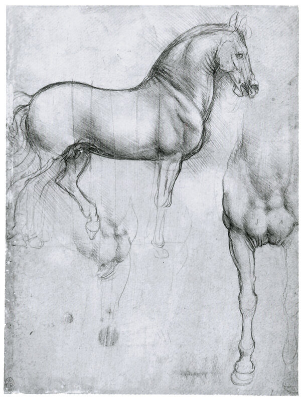Horse anatomy study