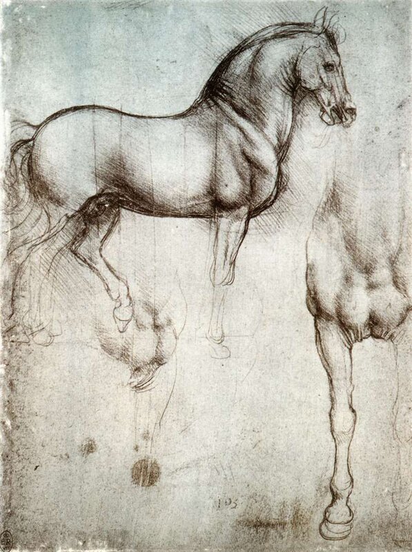 Horse Anatomy Study — Gray