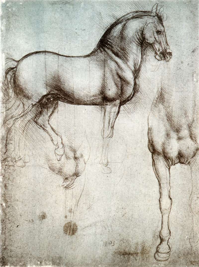 Horse anatomy study
