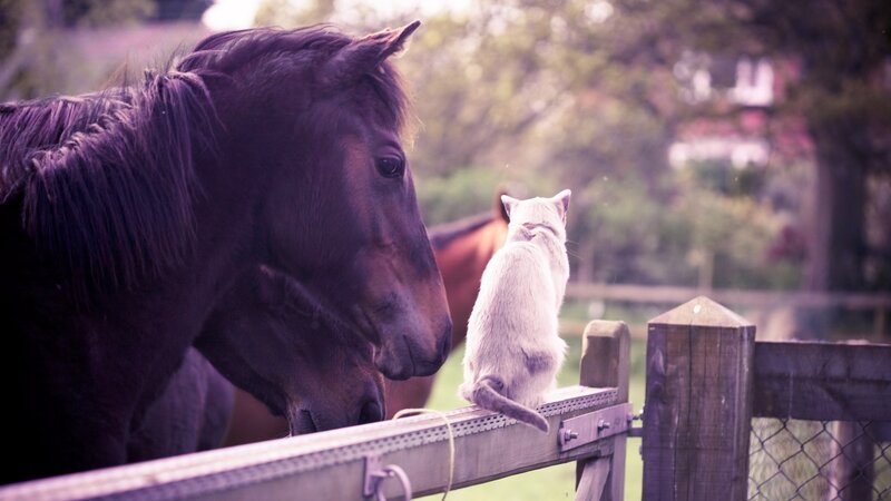 horse and cat at fence