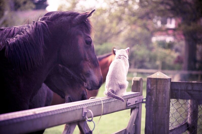 Horse and cat at fence