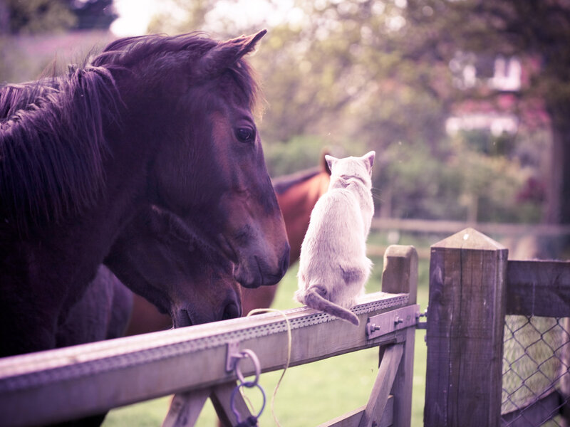 Horse and Cat at Fence — Brown