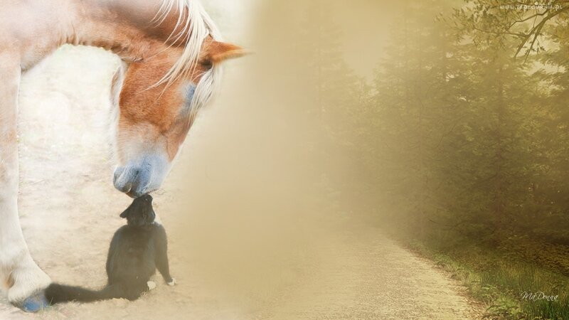 horse and cat in misty forest
