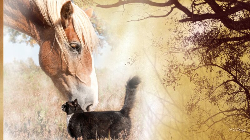 Horse and Cat Interaction