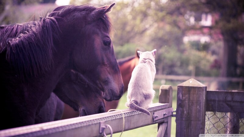 Horse and Cat on Fence