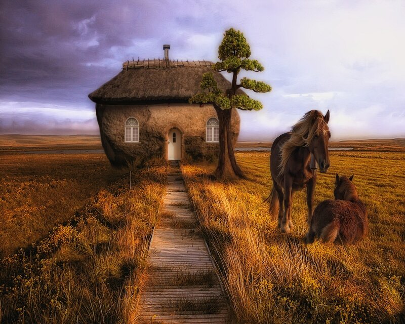 Horse and cottage in a field