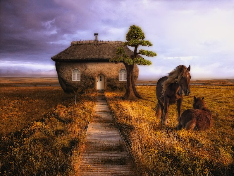 Horse and cottage in a field