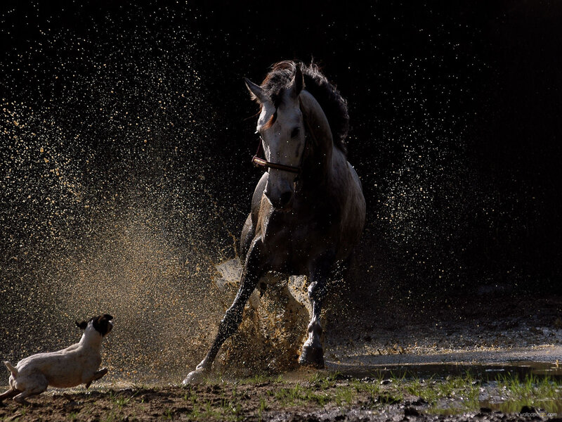 Horse and Dog in Mud