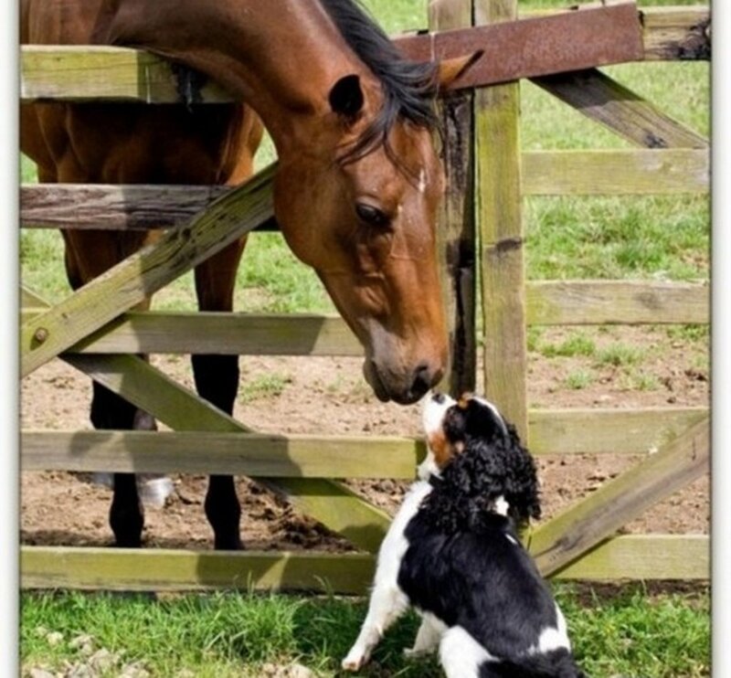 Horse and Dog Interacting