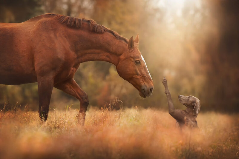 Horse and Dog Interaction — Brown, Serene