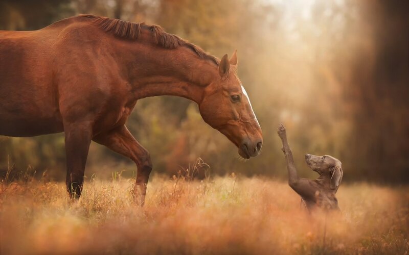 Horse and Dog Interaction — Brown