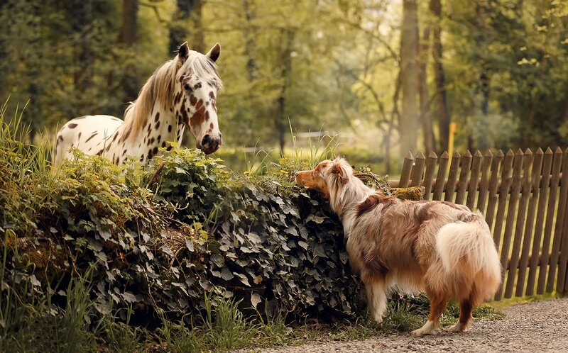 Horse and Dog Interaction — Green