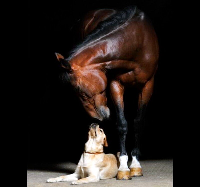 Horse and Dog Interaction