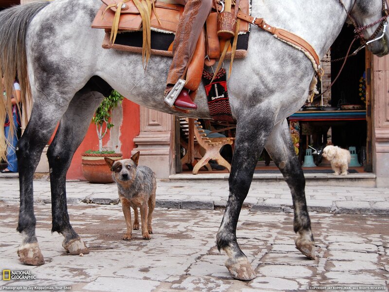 Horse and dog on cobblestone street