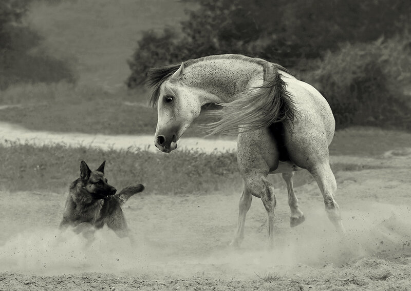 Horse and Dog Playing — Black
