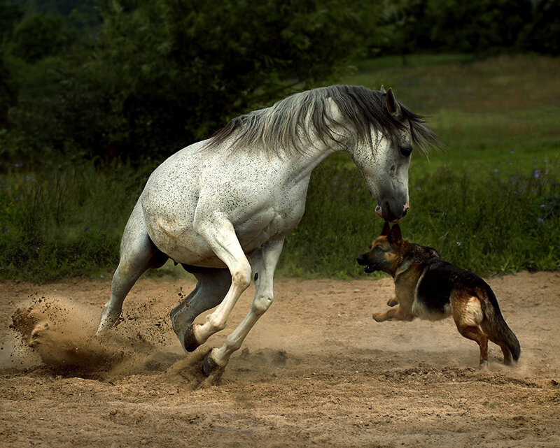 horse and dog playing